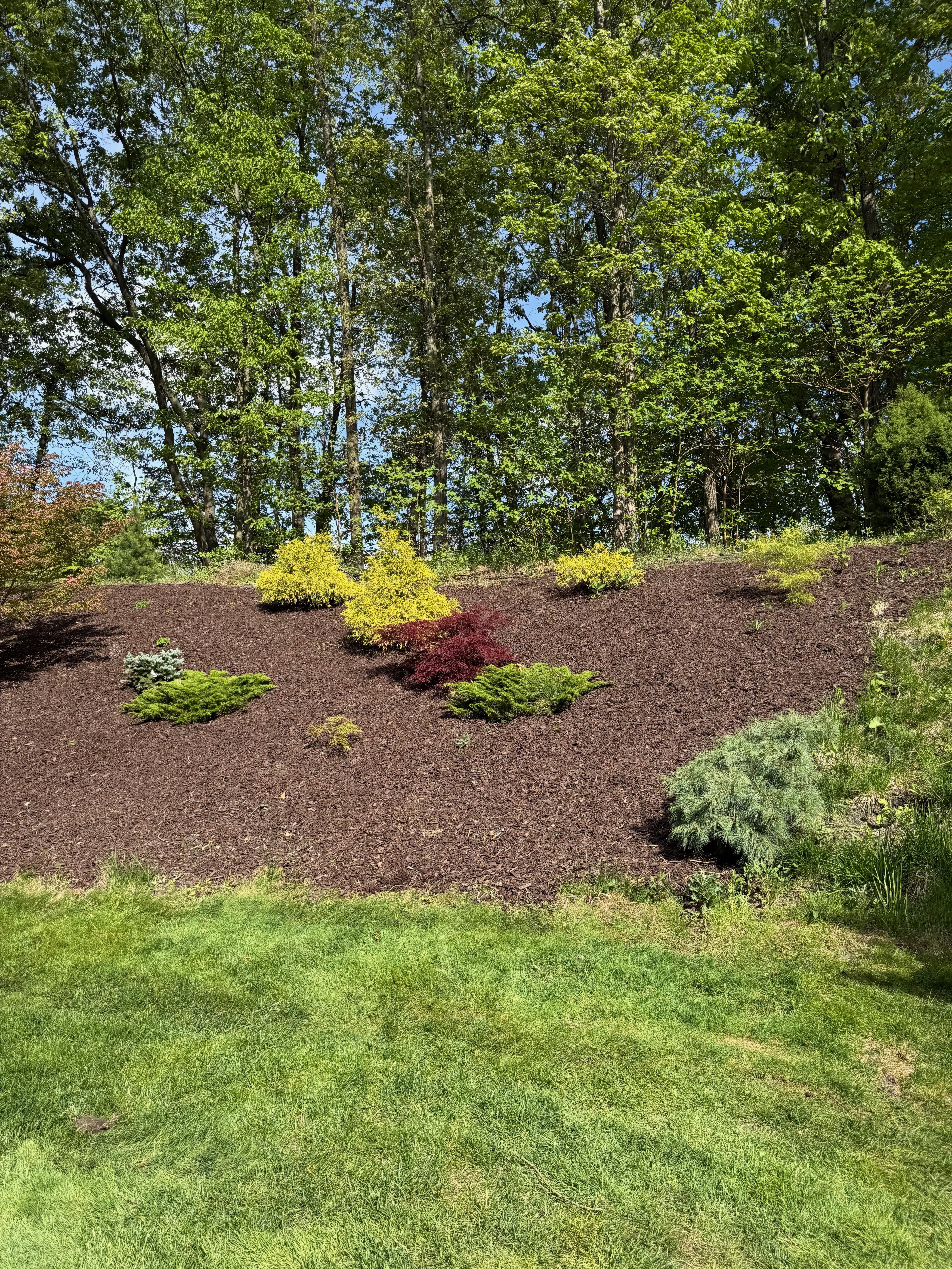 Garden bed after mulch installation — fresh, rich dark brown mulch