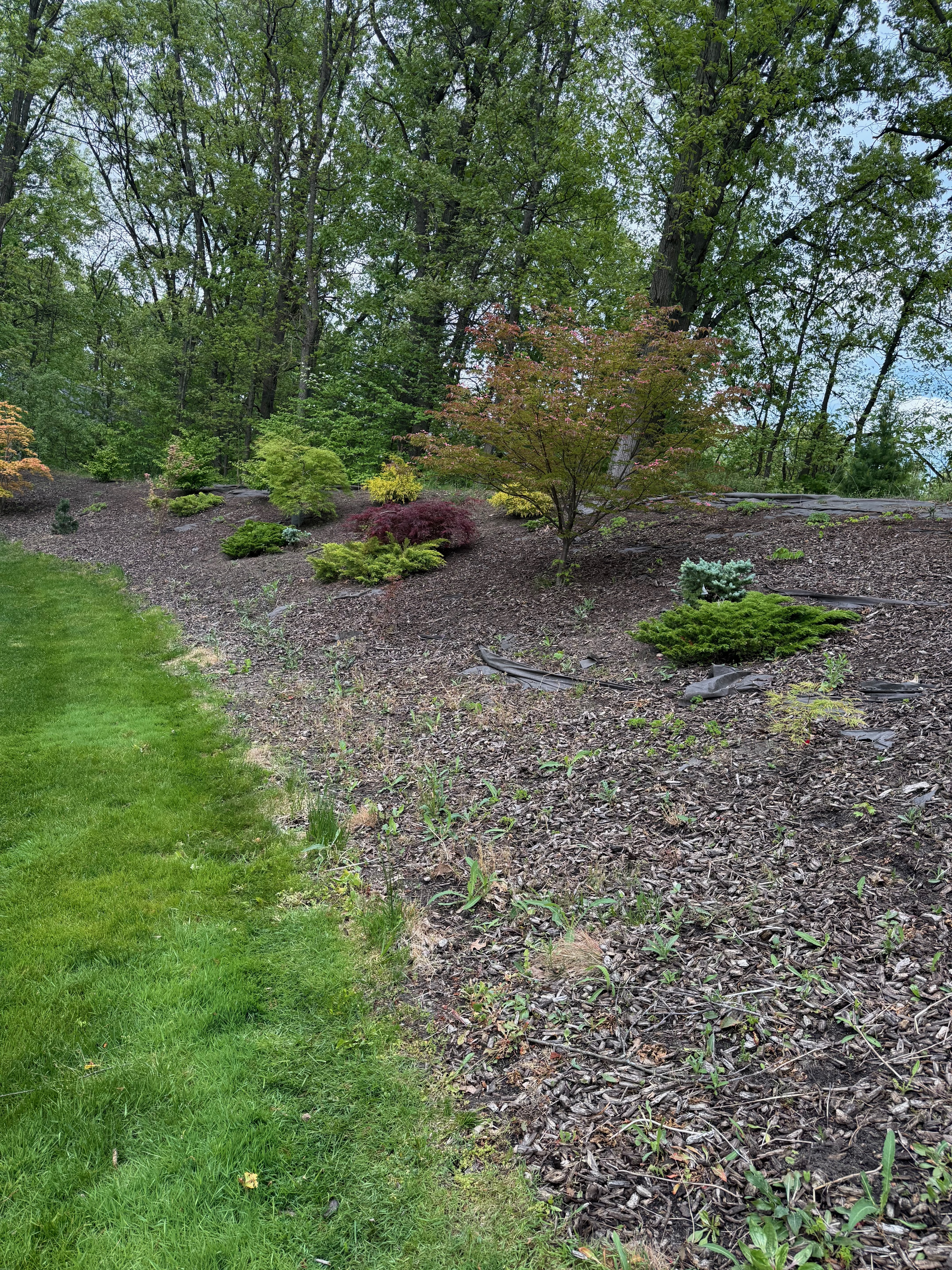 Garden bed before mulch installation — old, worn mulch
